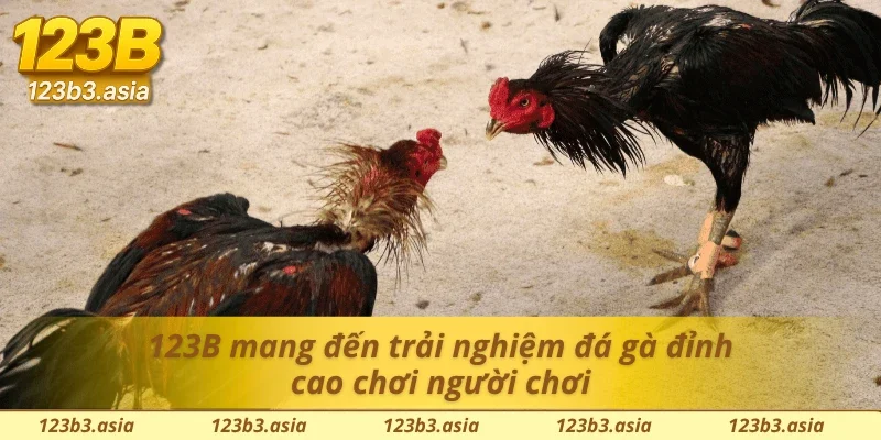 Ưu điểm đá gà đỉnh cao
