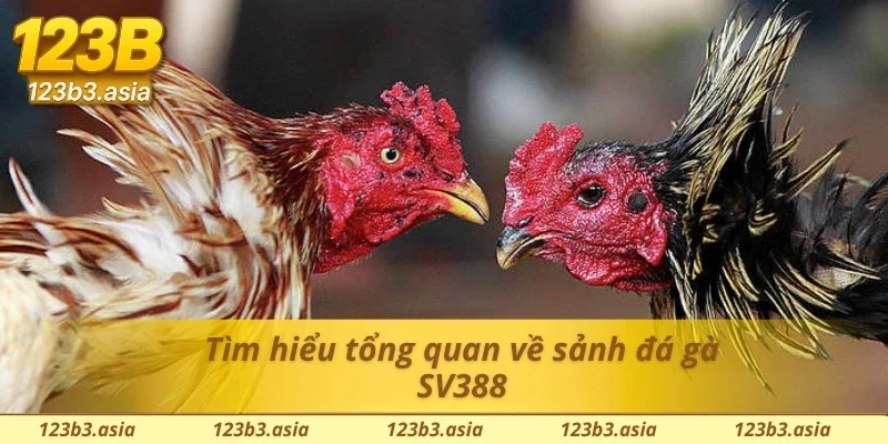 Thông tin sơ lược cần biết về sảnh đá gà SV388