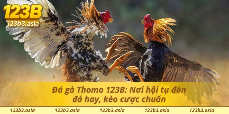Đá gà Thomo 123B: Sân chơi đậm chất Campuchia cho người mê gà đá