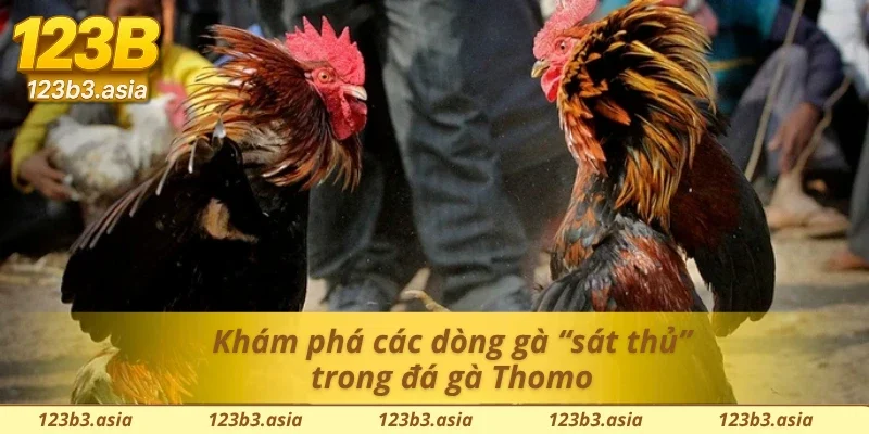 Top loại gà chiến đấu đỉnh cao trong đá gà Thomo 123B
