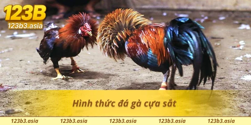 Loại hình đá gà cựa sắt