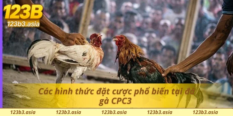 Những hình thức đá gà trực tiếp CPC3 phổ biến