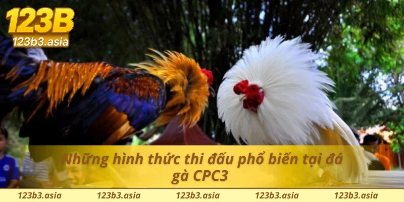 Những hình thức thi đấu đá gà trực tiếp CPC3 được săn đón nhất