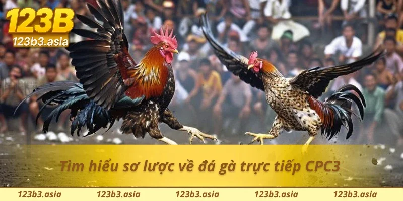Giới thiệu sơ lược về đá gà trực tiếp CPC3
